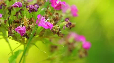 Flowers in the garden Stock Footage 11357829