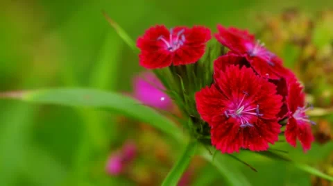Flowers in the garden Stock Footage 11357834