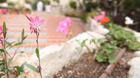 Flowers in the garden Stock Footage 32156460