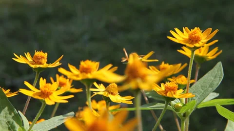 Flowers in the garden Stock Footage 37293137