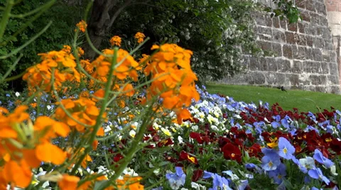 Flowers In The Garden Stock Footage 38441186