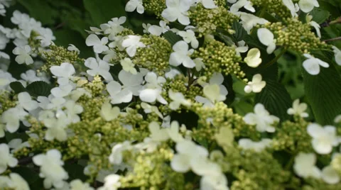 Flowers in the garden Stock Footage 39040424