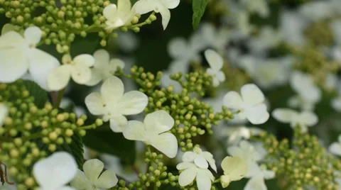 Flowers in the garden Stock Footage 39041016