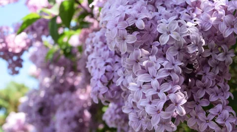 Flowers in the garden Stock Footage 39042393