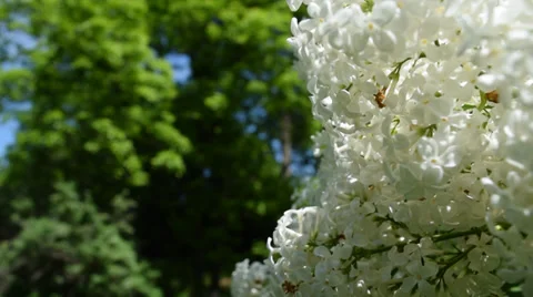 Flowers in the garden Stock Footage 39045257