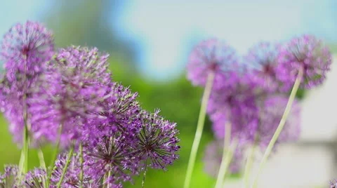 Flowers in garden. Stock Footage 49424256