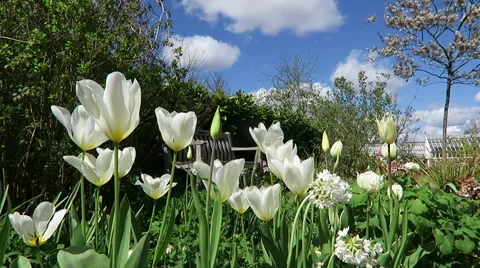 Flowers in Garden Stock Footage 49691349