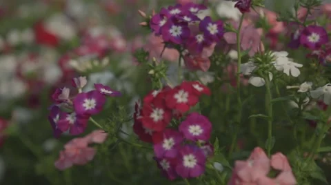 Flowers in the Garden Stock-Footage 55431519