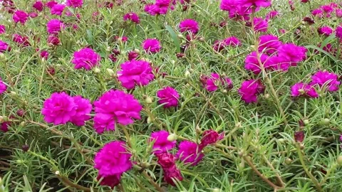Flowers in the garden Stock Footage 69185431