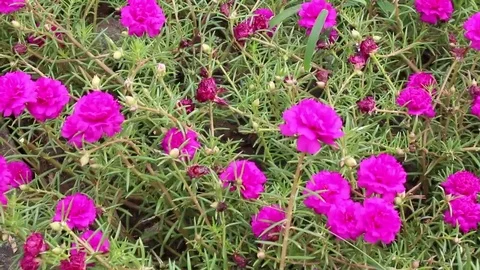 Flowers in the garden Stock Footage 69185631