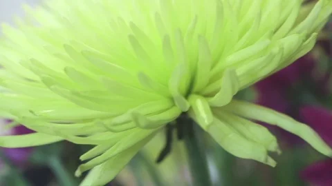 Flowers Garden Stock Footage 76244205