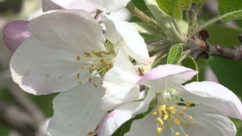 Flowers in the garden Stock Footage 86814795