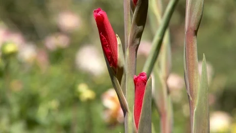 Flowers in garden Stock Footage 98678213