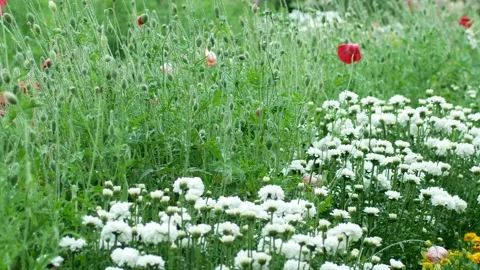 Flowers in the garden Stock Footage 98824196