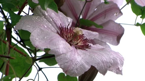 Flowers in the garden Stock Footage 99018010