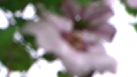 Flowers in the garden Stock Footage 99018105
