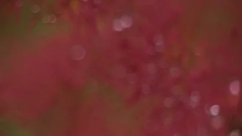 Flowers in the garden Stock Footage 99018908