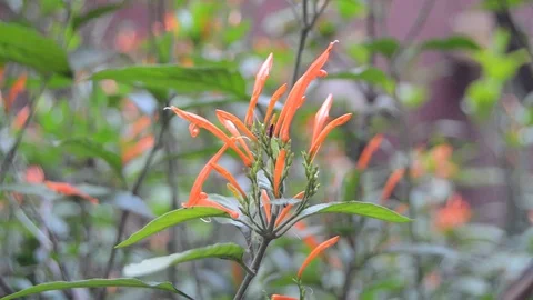 Flowers in garden Stock Footage 99116998