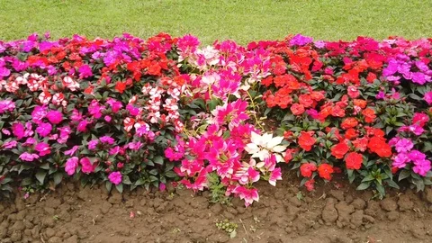 Flowers in the garden Stock Footage 104709251