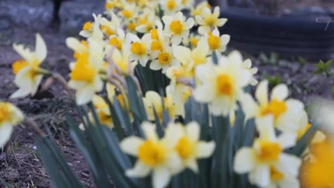 Flowers in the garden Stock Footage 106017601