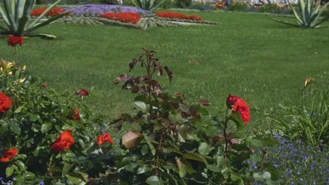 Flowers in the garden Video stock 108304951
