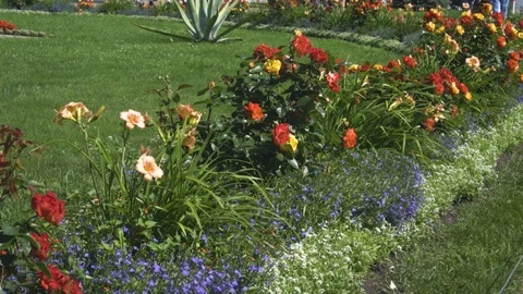 Flowers in the garden Stock Footage 108305080