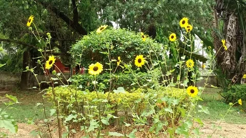 Flowers in Garden Stock Footage 108762944