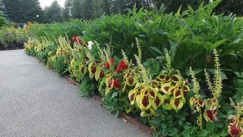 Flowers in a garden Stock Footage 115106548
