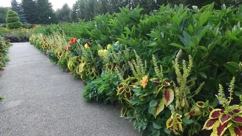 Flowers in a garden Stock Footage 115106560