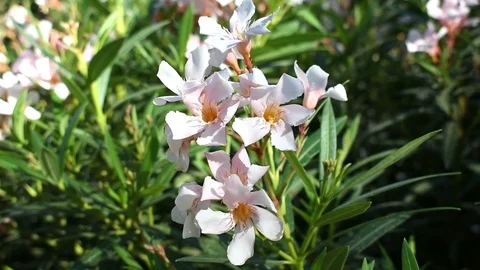 Flowers in the garden. Stock Footage 119109063