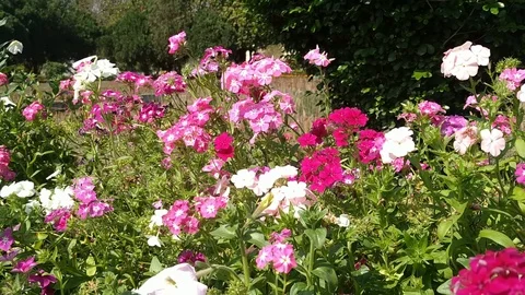 Flowers Garden Stock Footage 126111457