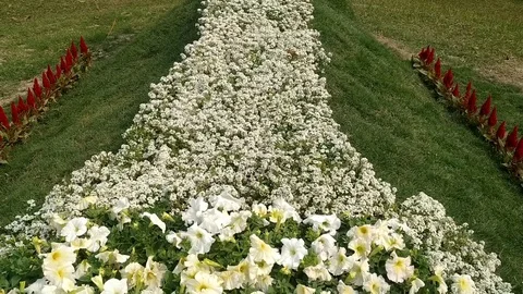 Flowers Garden Stock Footage 126286672