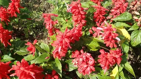 Flowers in Garden Stock Footage 126655522