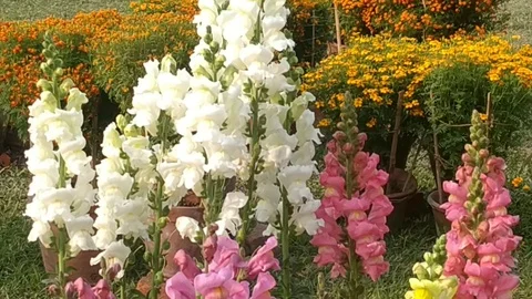 Flowers in Garden Stock Footage 126836962