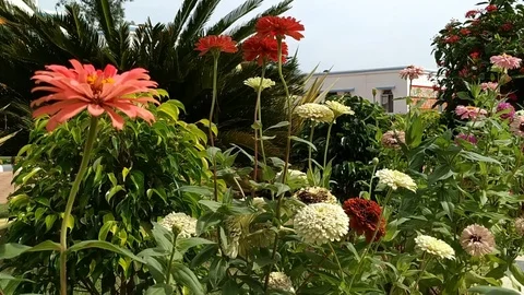 Flowers garden Stock Footage 127082791