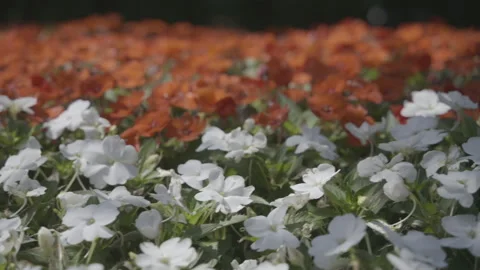 Flowers in the garden Stock-Footage 144211907