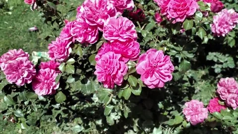 Flowers in a garden Stock Footage 161428105