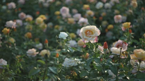 Flowers in the garden Stock Footage 194909654