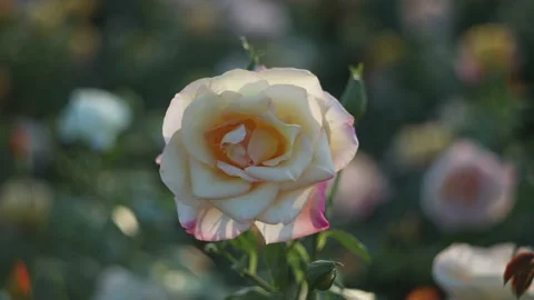 Flowers in the garden Stock Footage 194909660