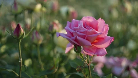 Flowers in the garden Stock Footage 194909711