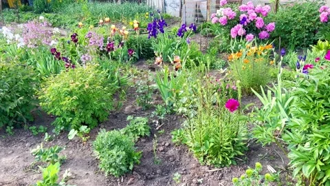Flowers in the garden Stock Footage 200850164