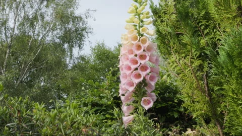 Flowers in the garden Stock Footage 244864054