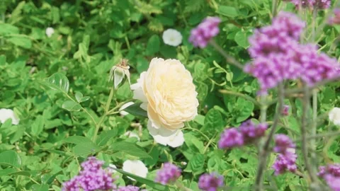 Flowers in garden Stock Footage 245413312