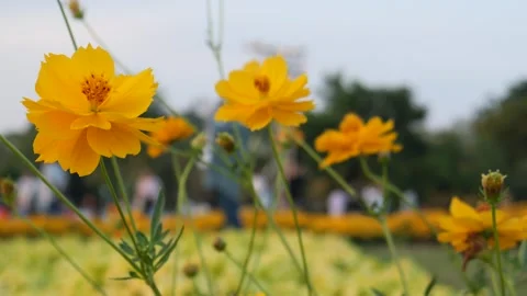 Flowers in the garden Stock Footage 258101367