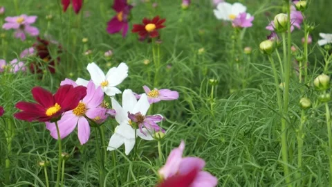 Flowers in the garden Stock Footage 274733947