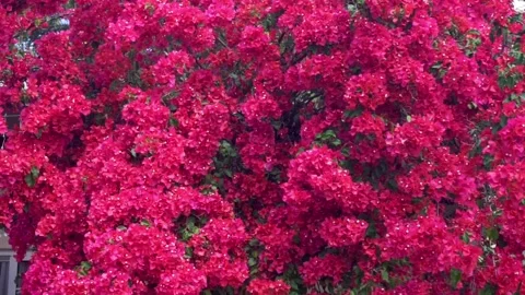 Flowers in the garden Stock Footage 278048415