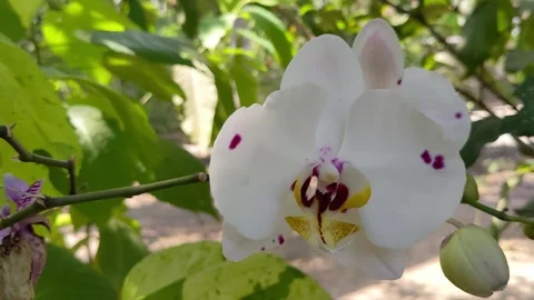 Flowers in the garden Stock Footage 287990916