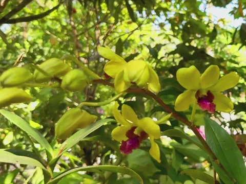 Flowers in the garden Stock Footage 287991798