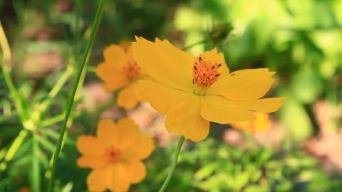 Flowers in the garden Stock Footage 291389623