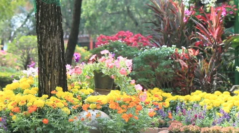 Flowers in the garden, HD vdo. Stock Footage 64509970